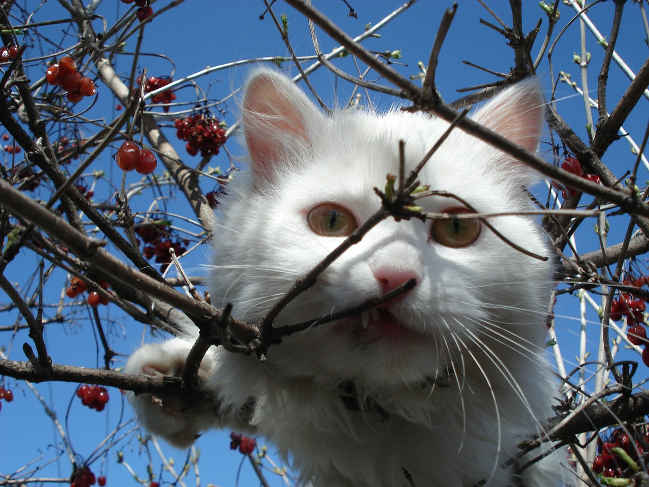 cat white cat face free photo