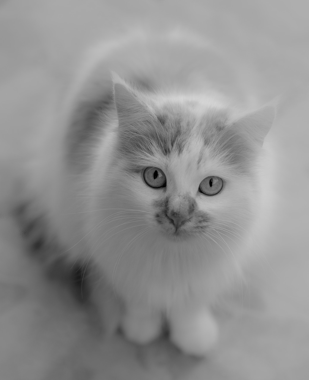 cat black and white pet free photo