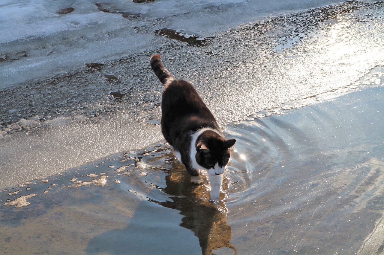 cat snow ice free photo