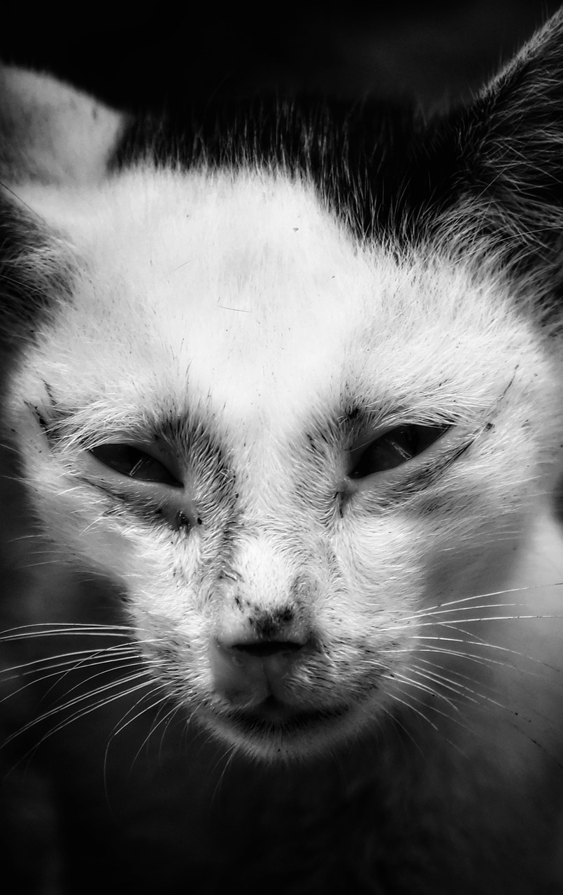 cat mammal portrait free photo