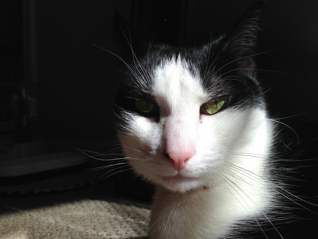cat sunlight cat face free photo