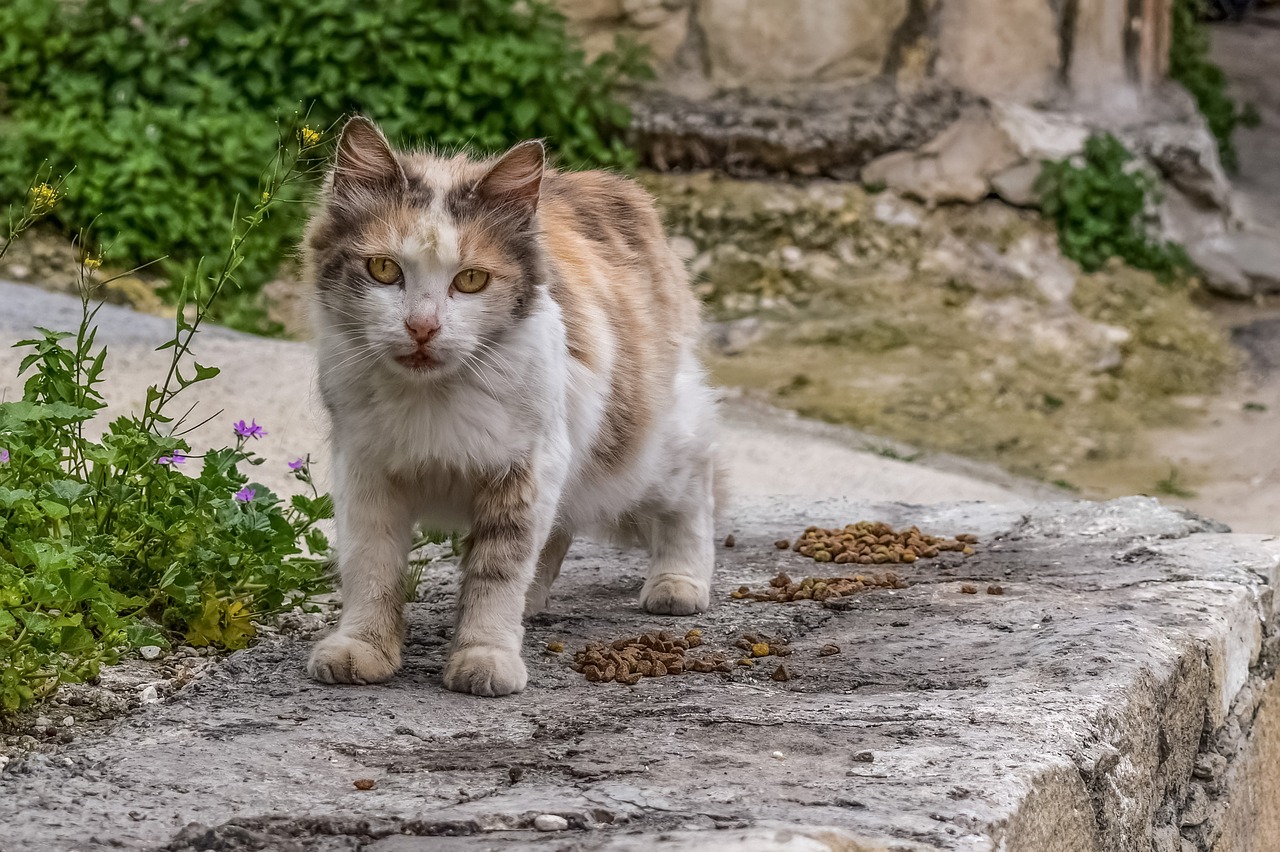 cat stray street free photo