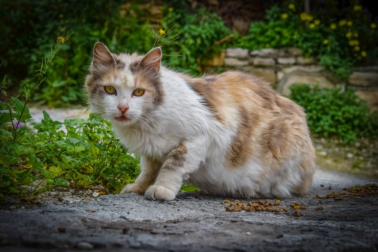 cat stray street free photo