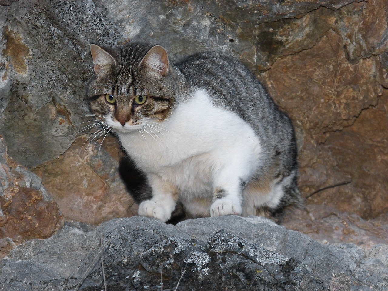 cat feline rocks free photo