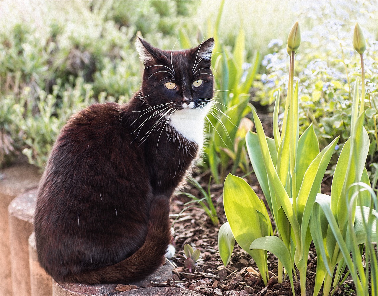 cat domestic cat garden free photo