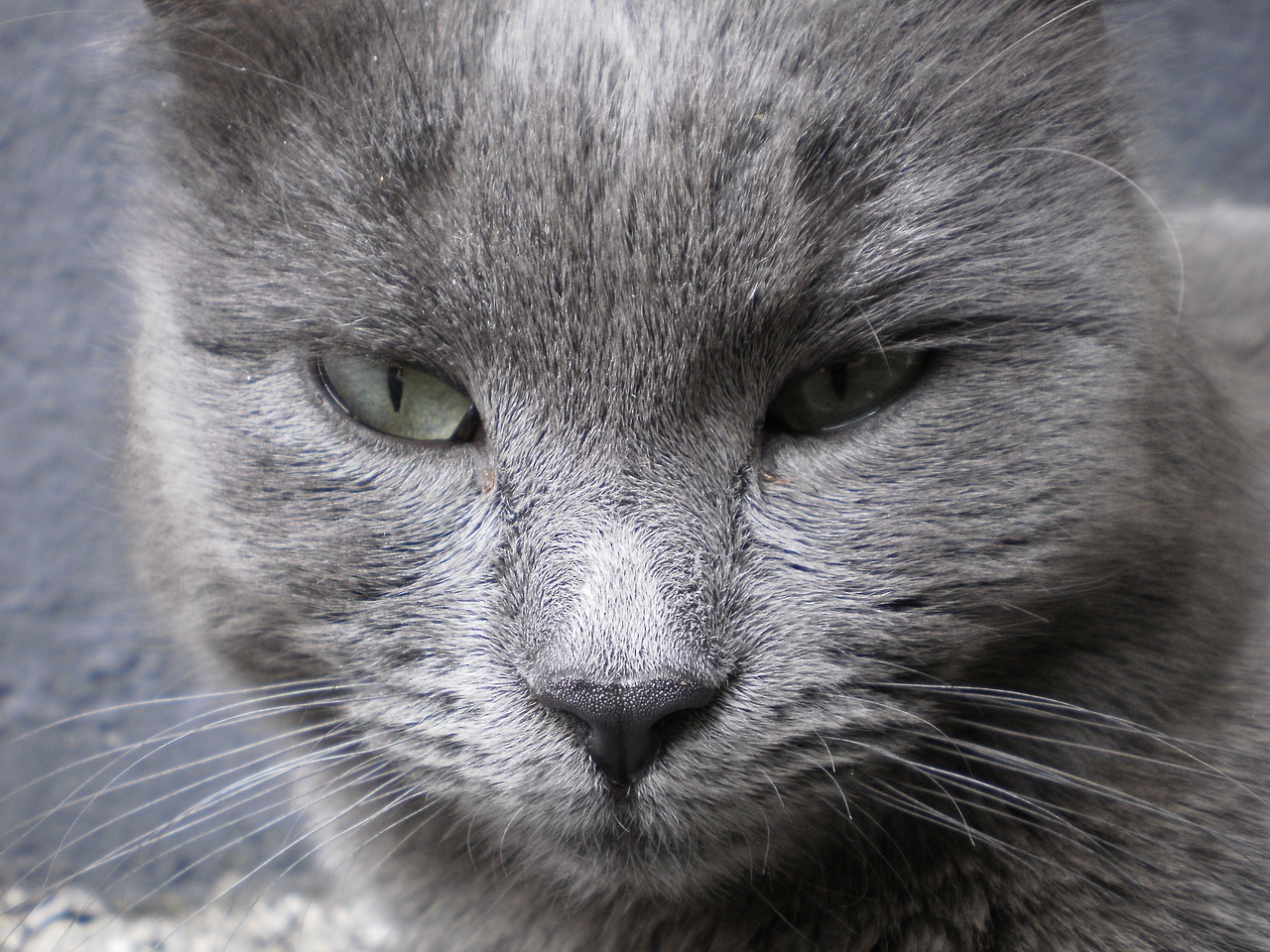 cat animals grey free photo