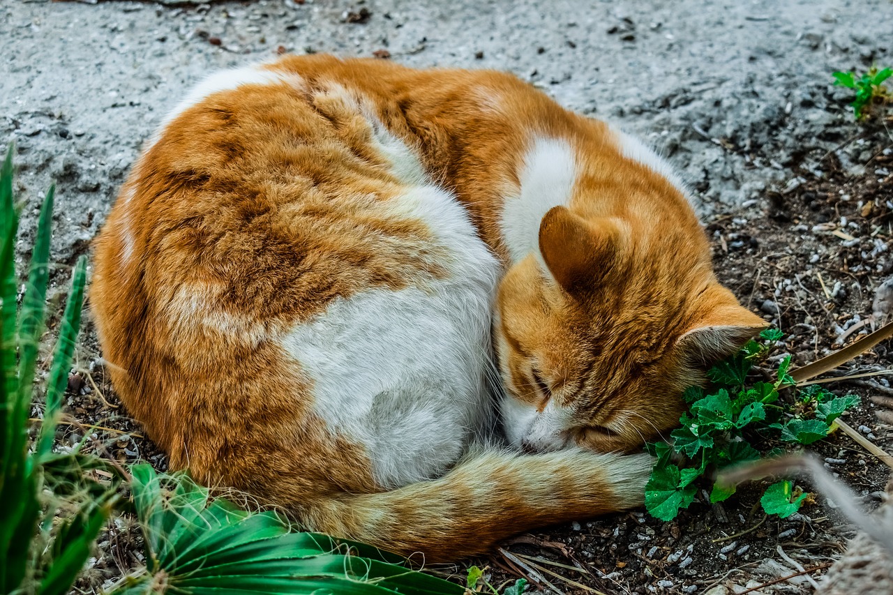 cat stray sleeping free photo