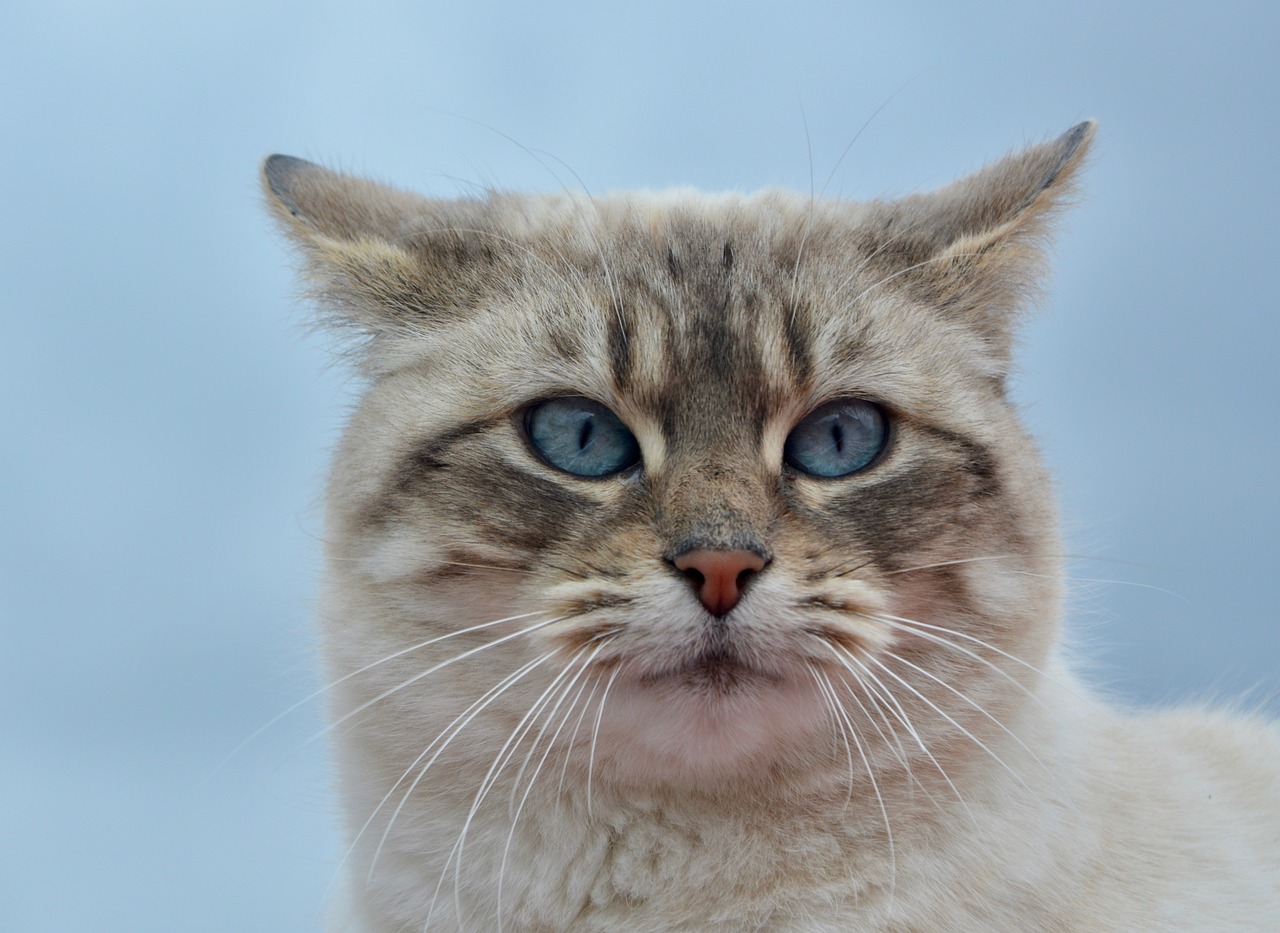 cat pussy nala portrait cat free photo