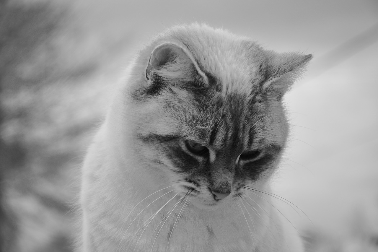 cat cat with head down photo black white free photo