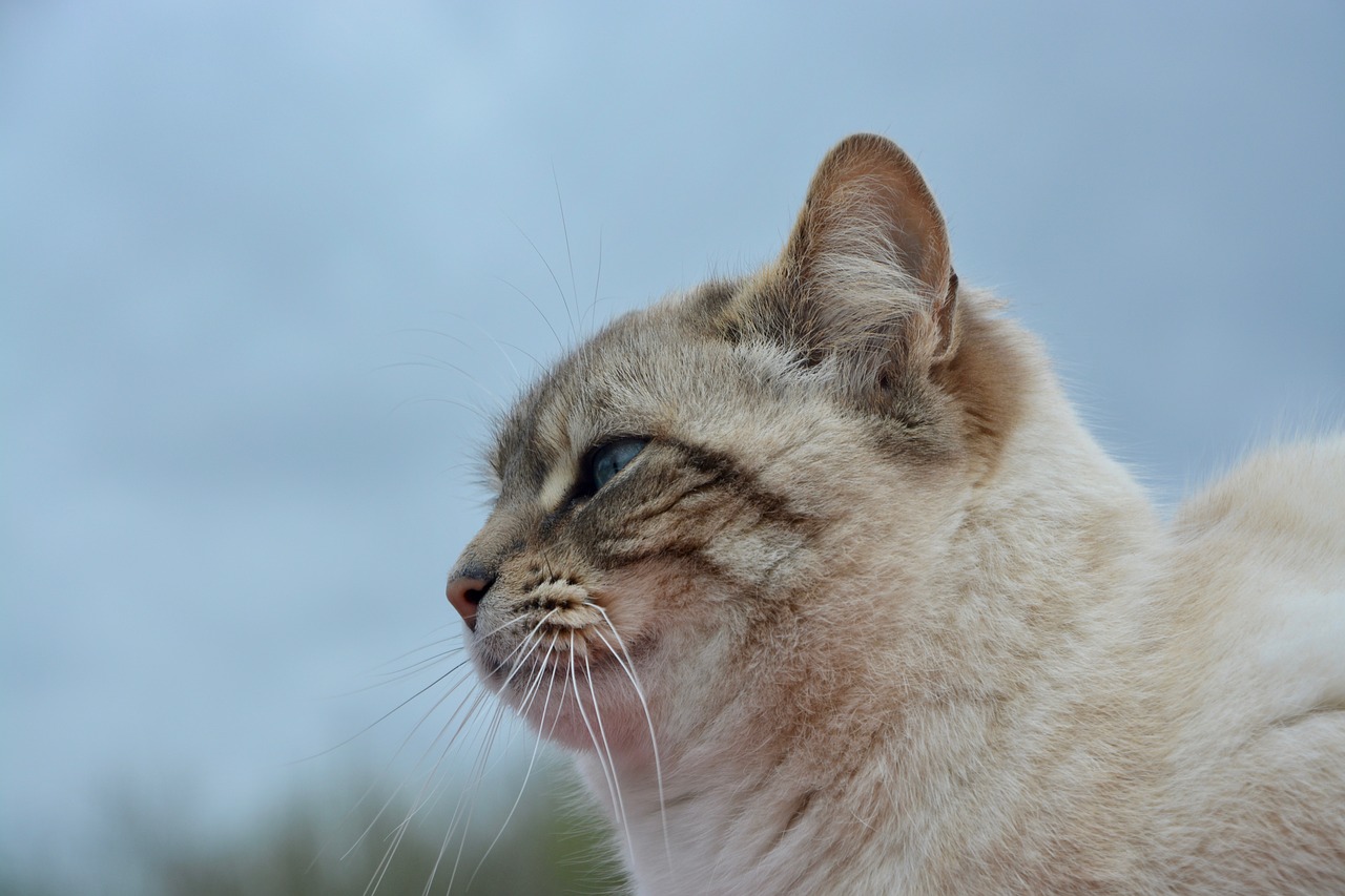 cat pussy portrait of profile free photo