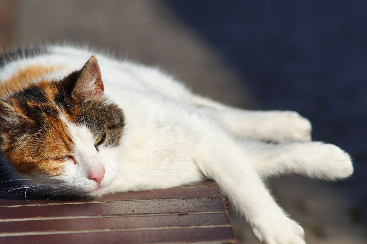 cat wall lazy free photo