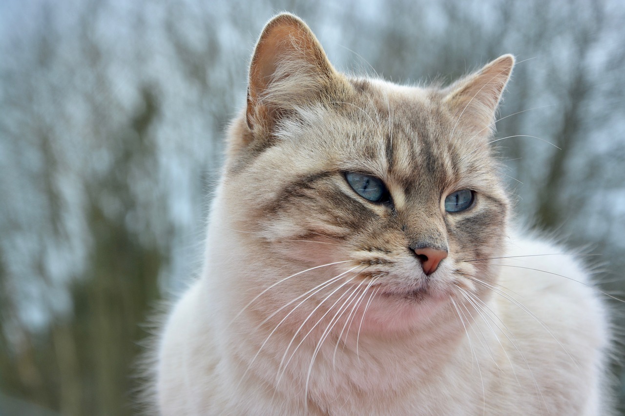 cat pussy nala portrait free photo