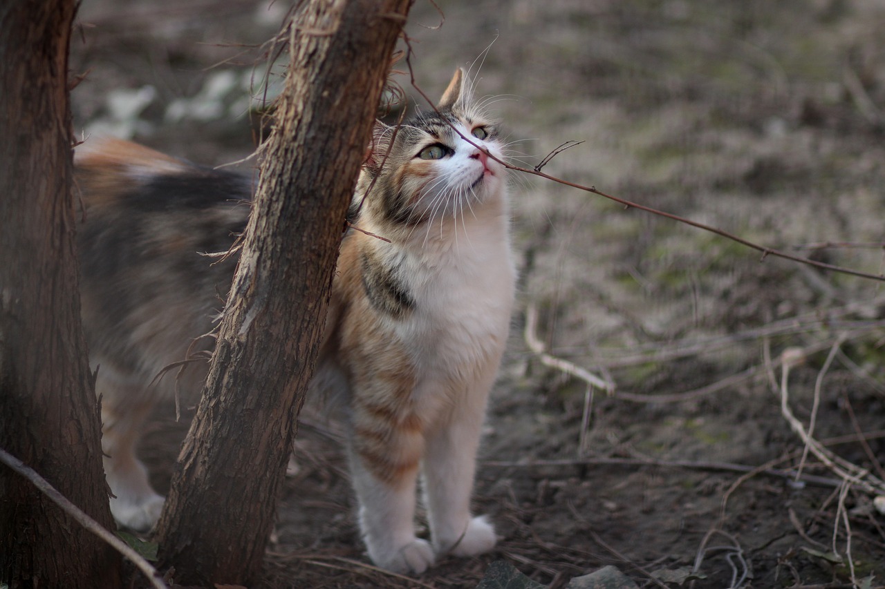 cat coloring pet free photo