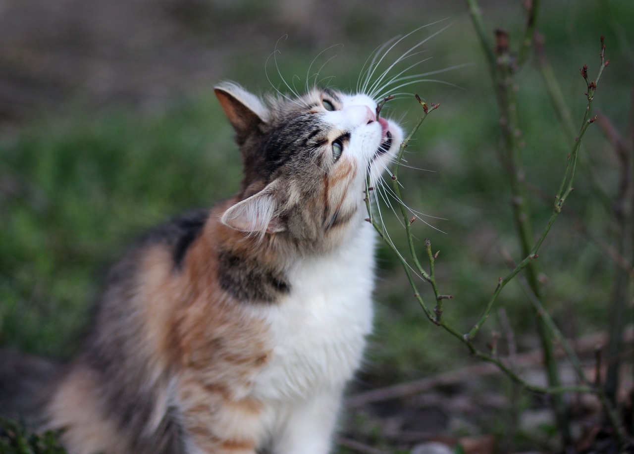 cat eating coloring free photo