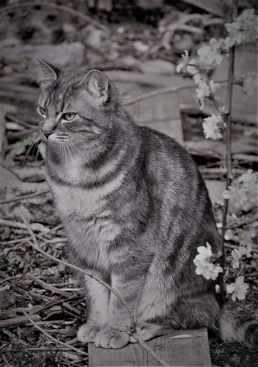 cat mammal portrait free photo