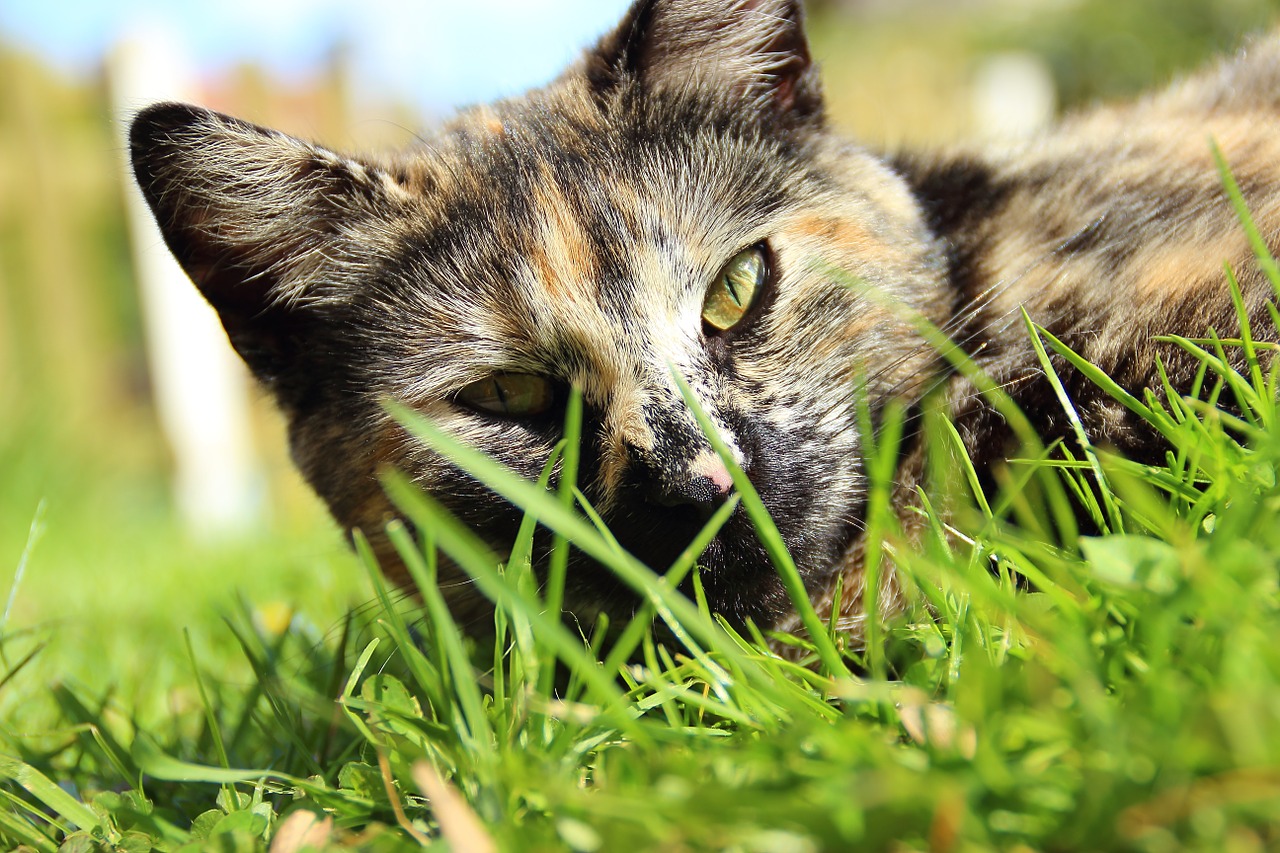 cat close portrait free photo