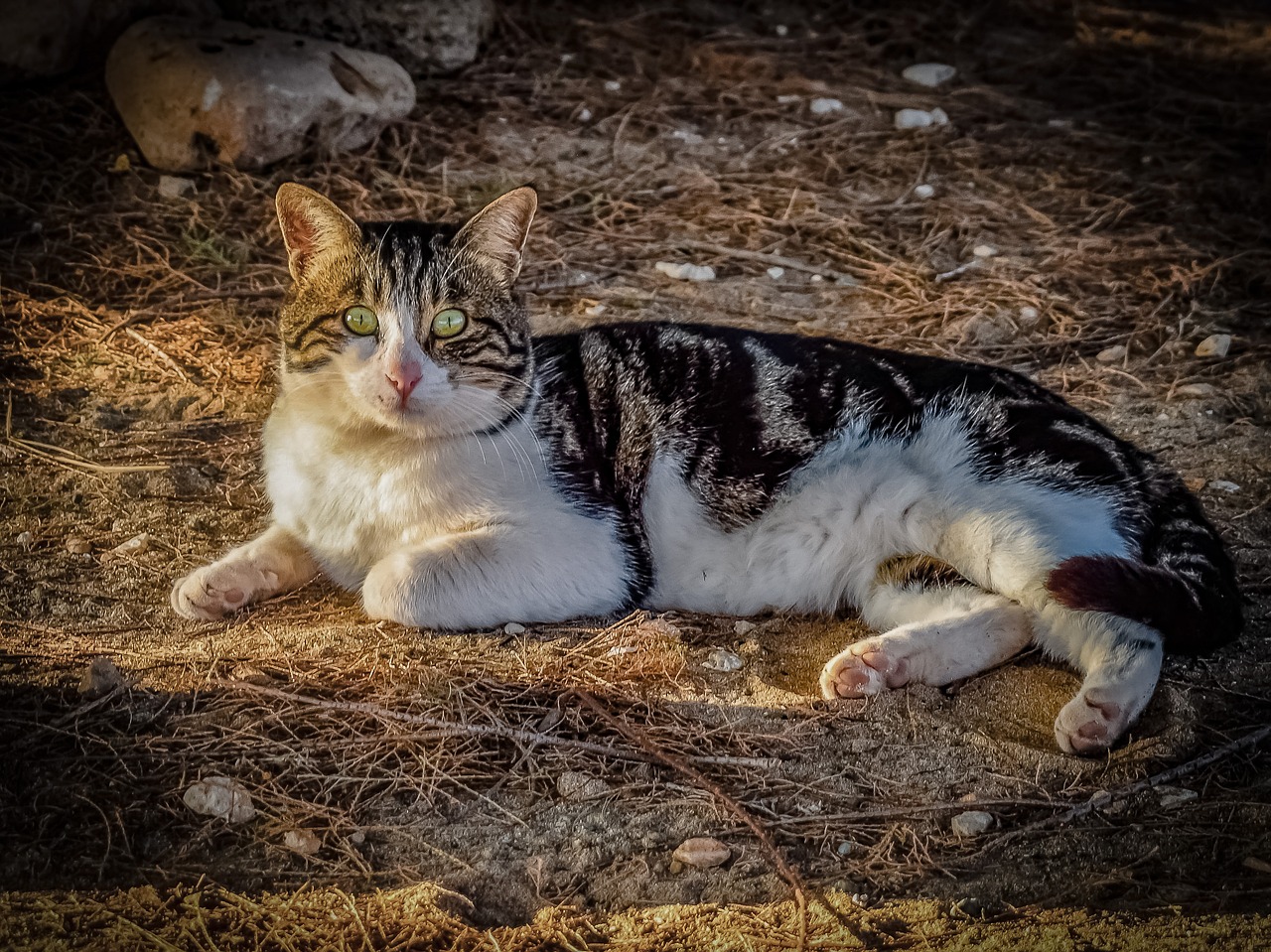 cat stray eyes free photo