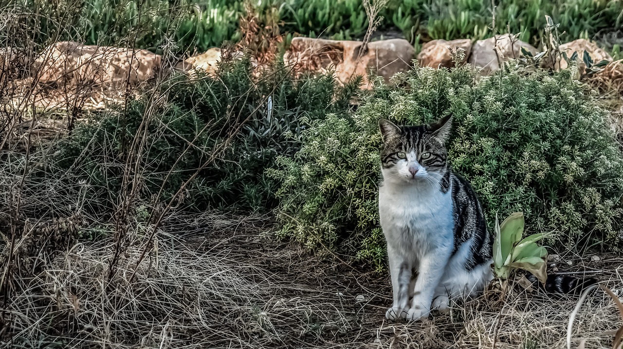 cat stray eyes free photo