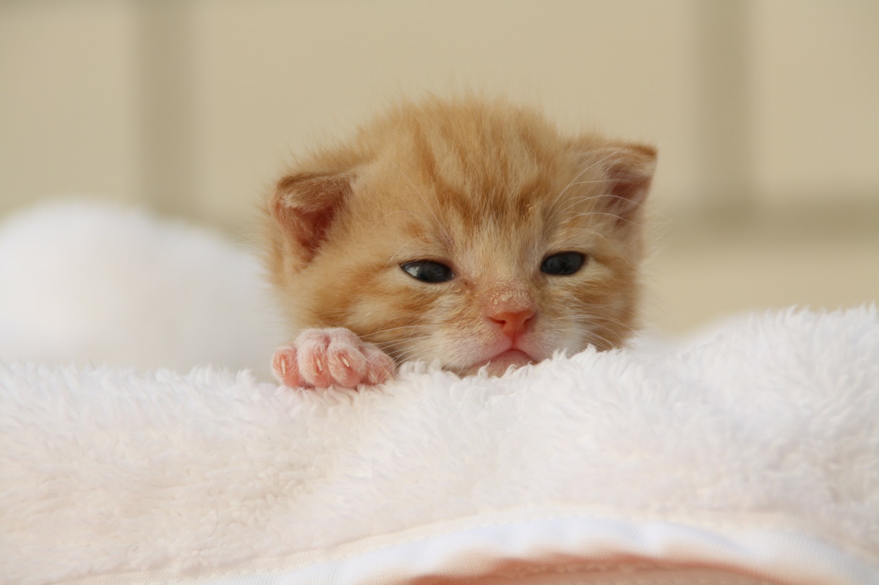 cat puppy young cat free photo