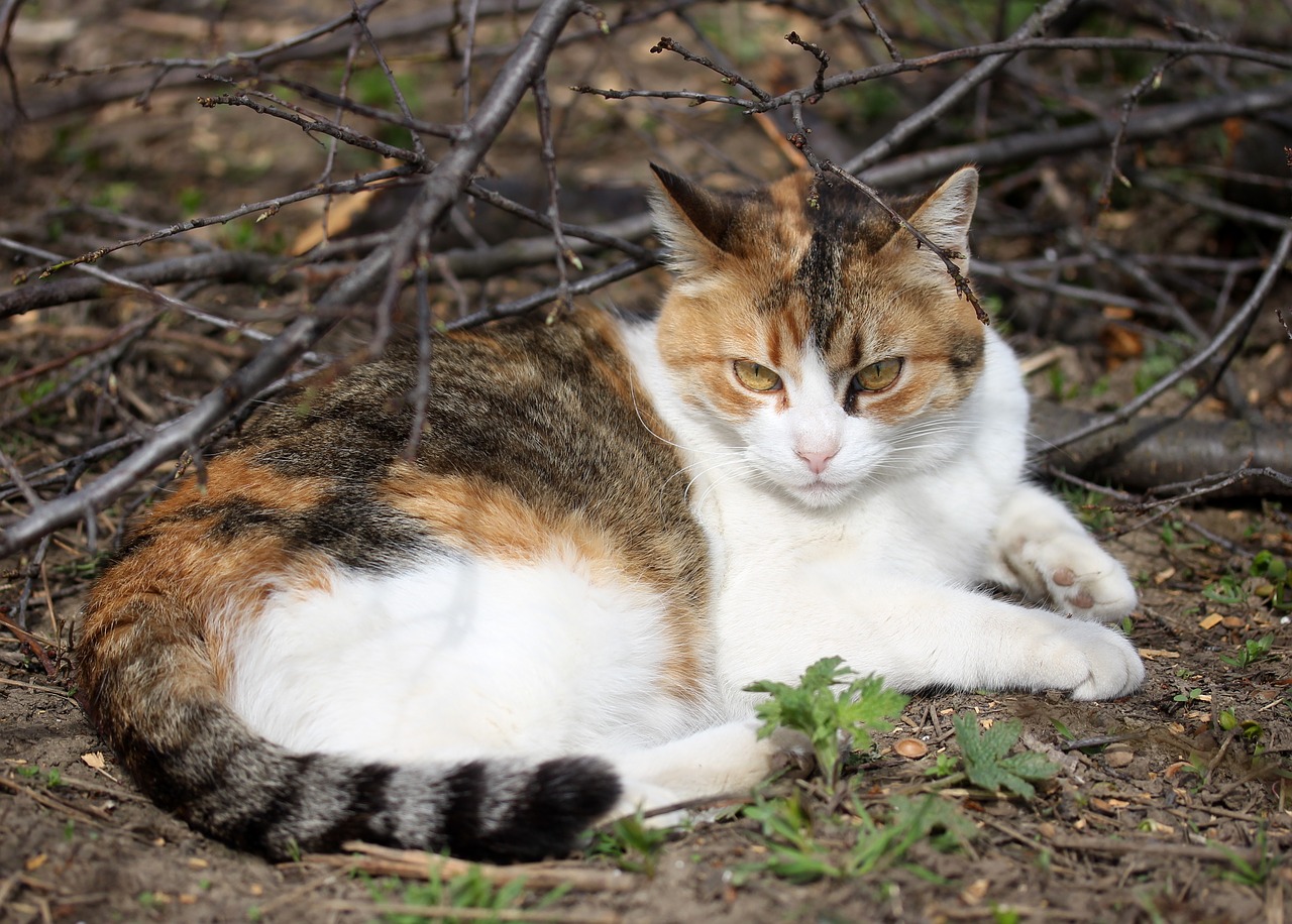 cat rest sun free photo