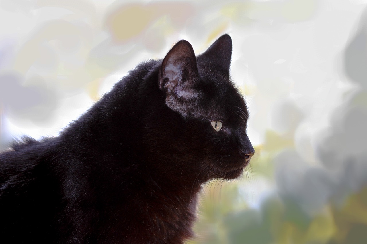 cat black european shorthair free photo