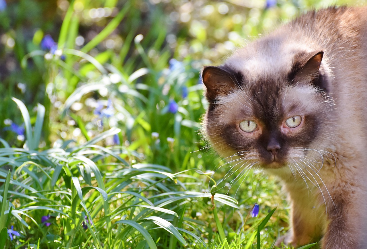 cat breed cat british shorthair free photo