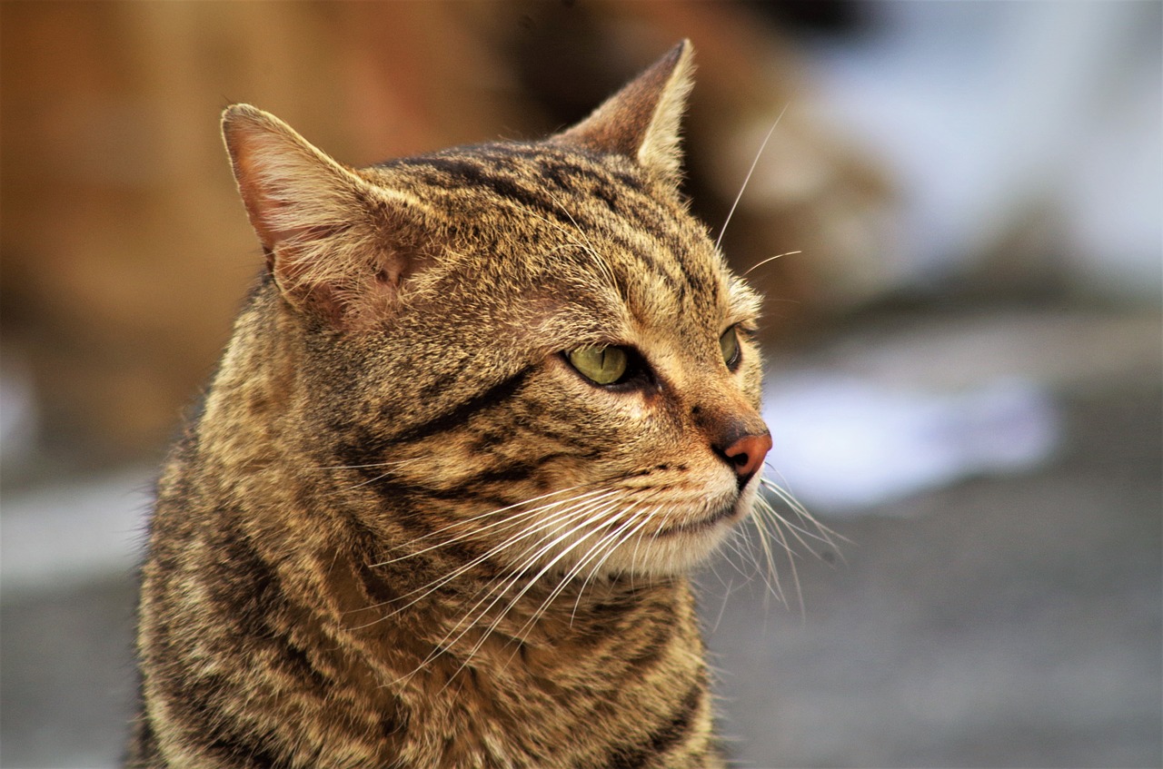 cat calico cat cat european free photo