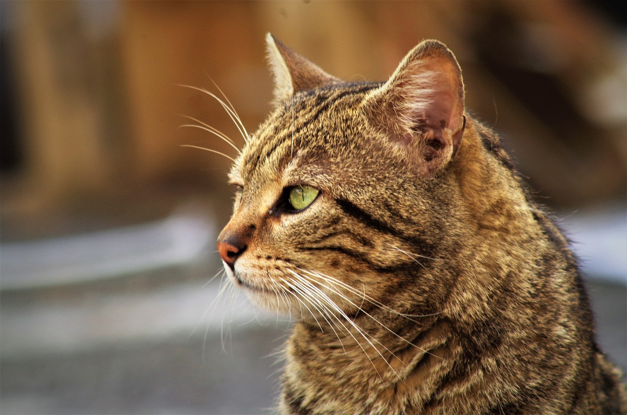 cat calico cat cat european free photo