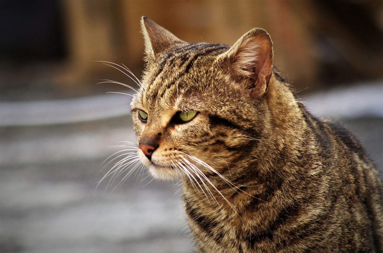 cat calico cat cat european free photo