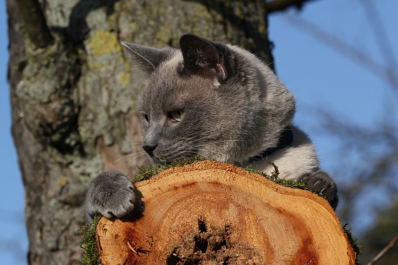 cat  siam  nature free photo