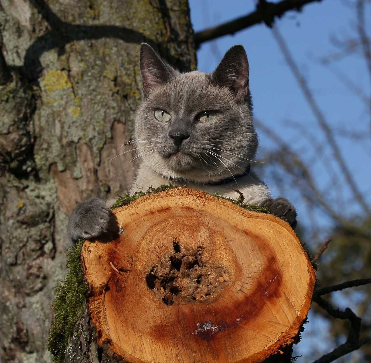 cat  siam  nature free photo