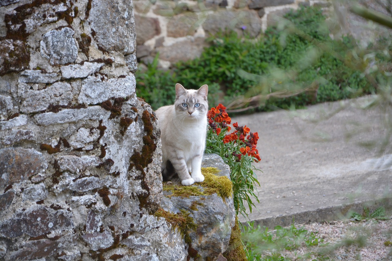 cat  cat blue eyes  cat in the nature free photo