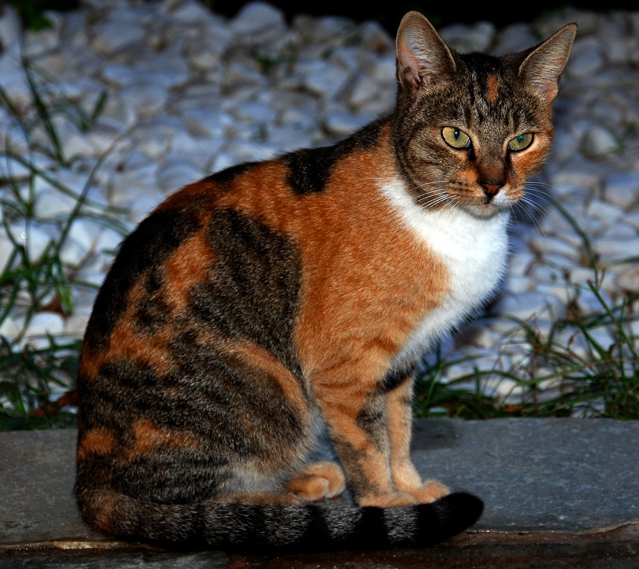 cat  mammals  portrait free photo