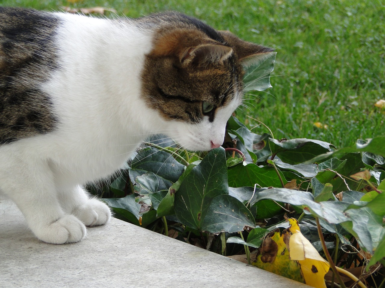 cat  mammal  cute free photo