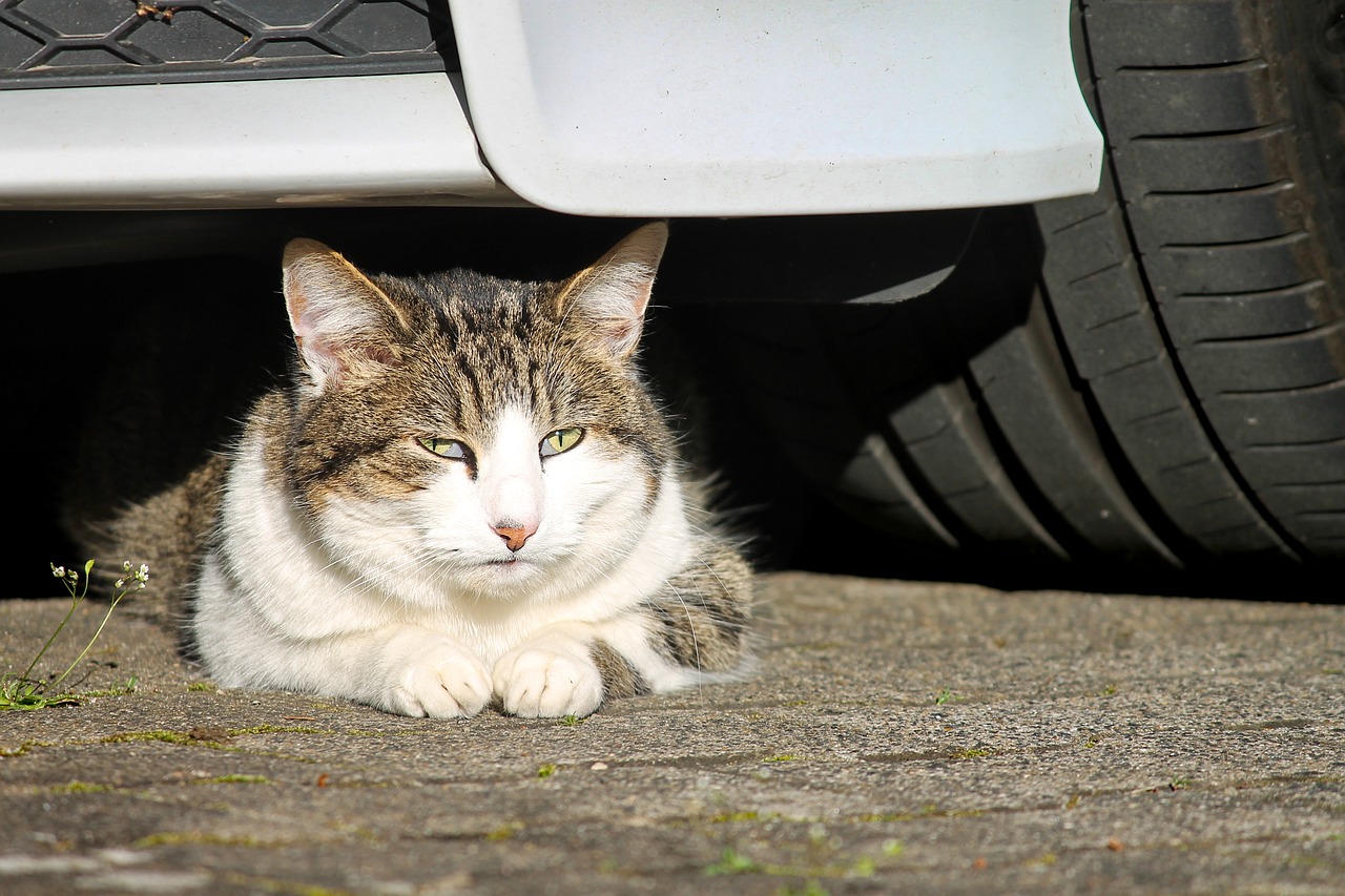 cat  are car  watch free photo