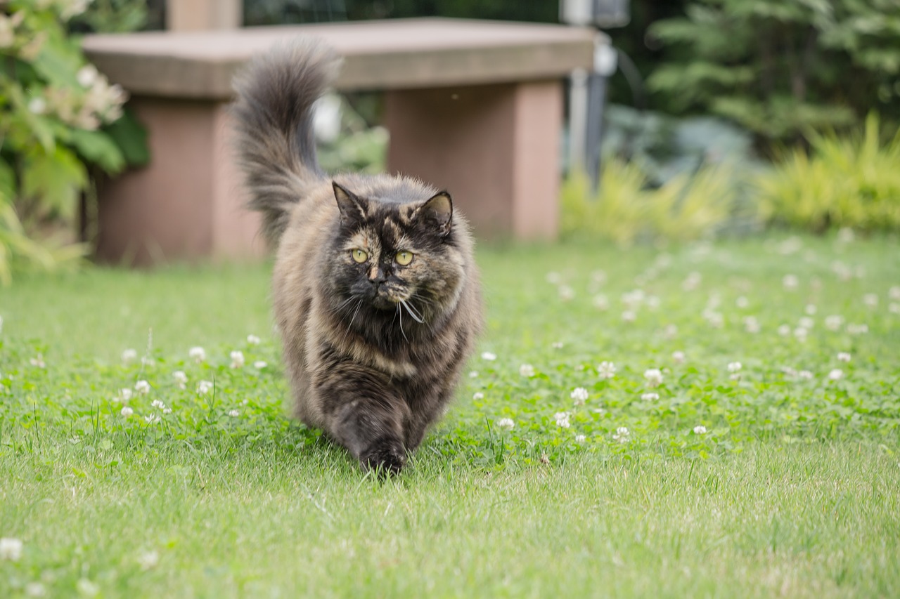 cat  british longhair  breed cat free photo