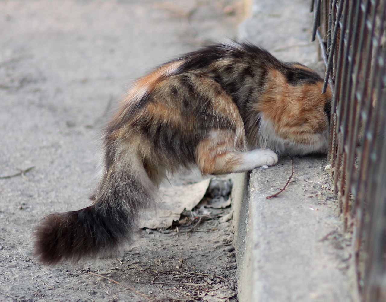 cat  snuck  fence free photo