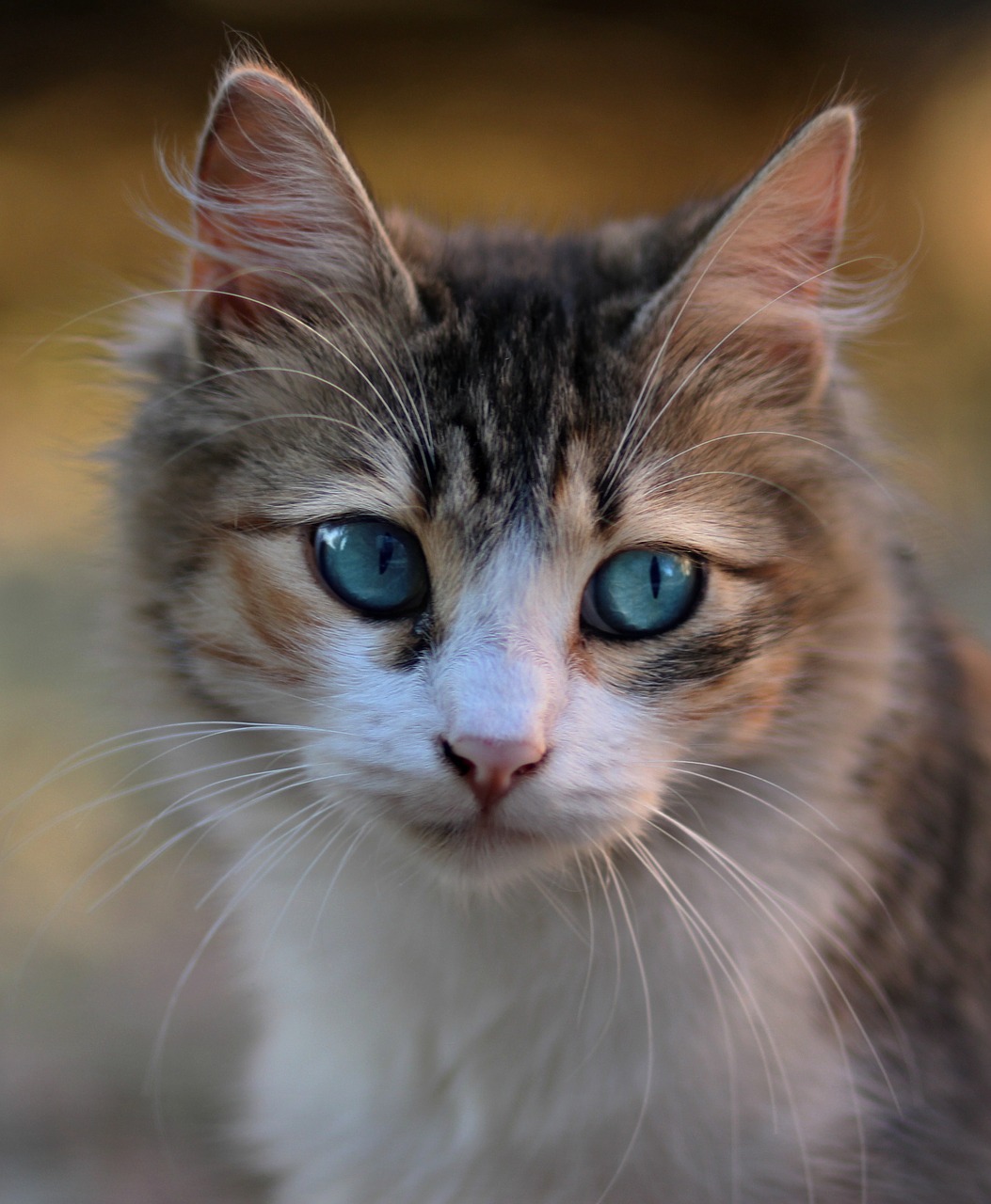 cat  blue eyes  about free photo