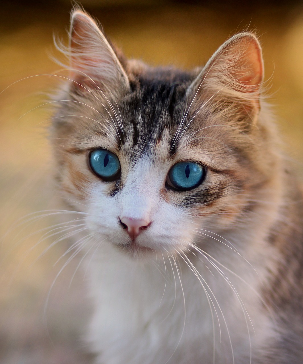 cat  blue eyes  pet free photo