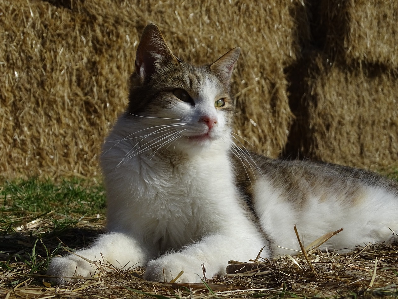 cat  animal  domestic cat free photo