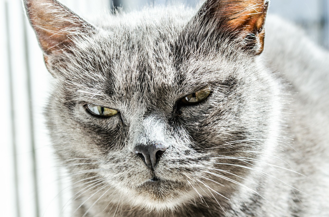 cat angry unhappy free photo