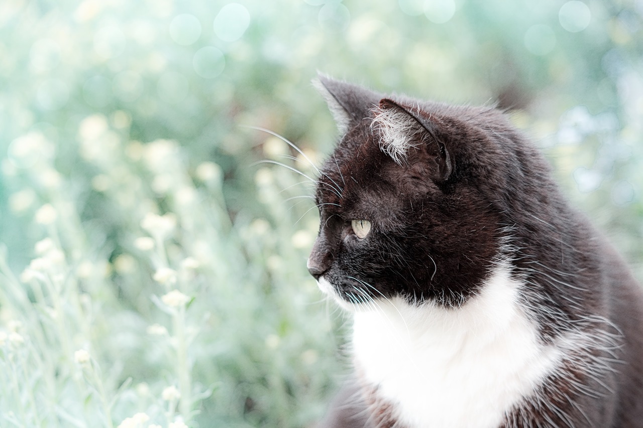 cat  domestic cat  garden free photo