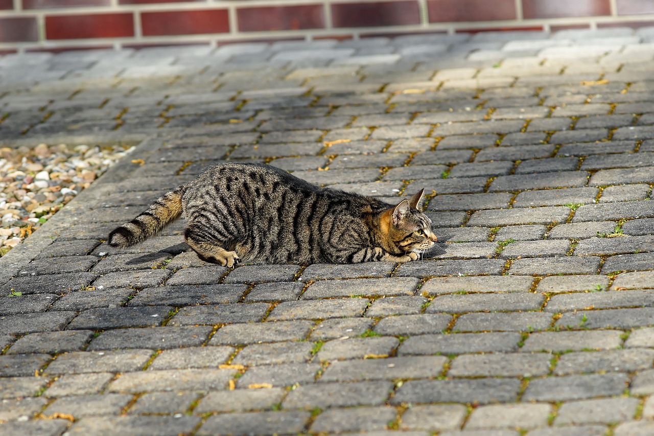 cat  female  elevation free photo