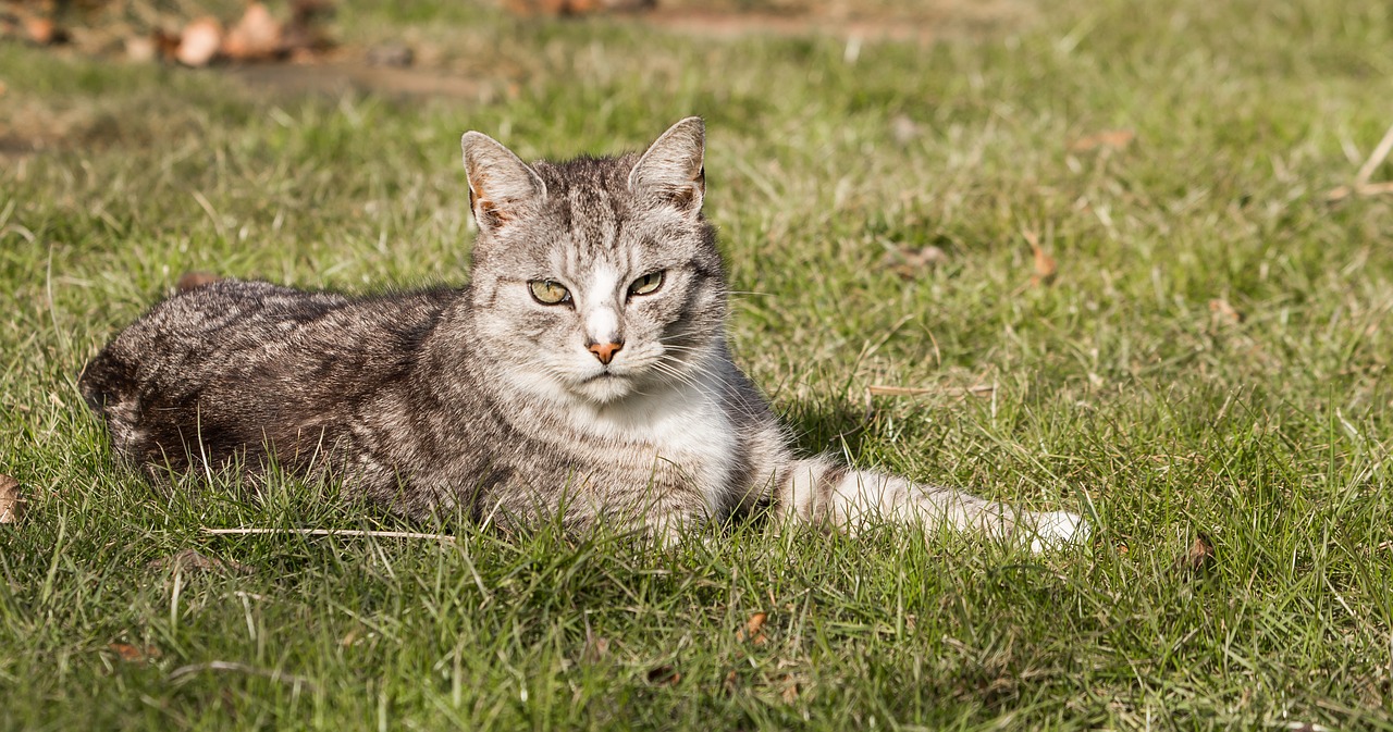 cat  domestic cat  mackerel free photo