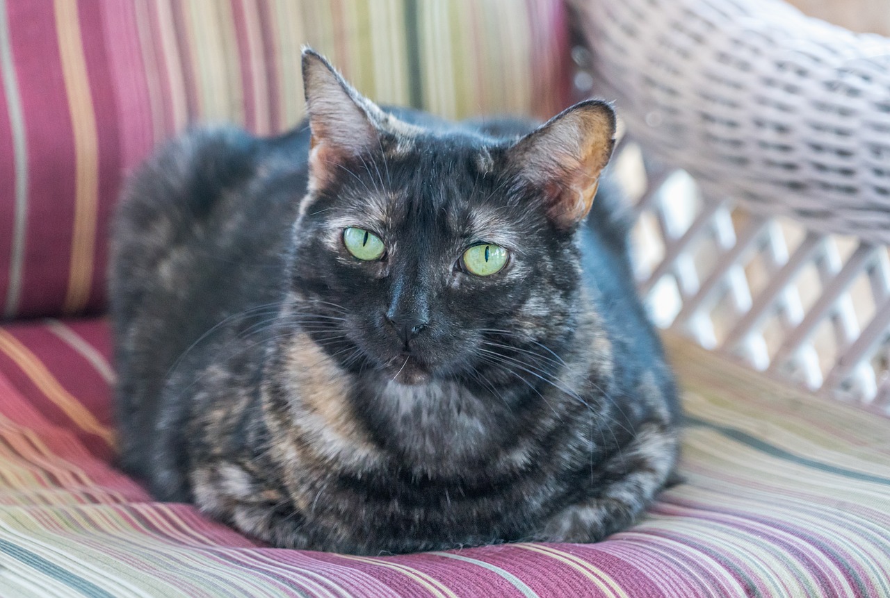 cat  feline  tortoiseshell free photo