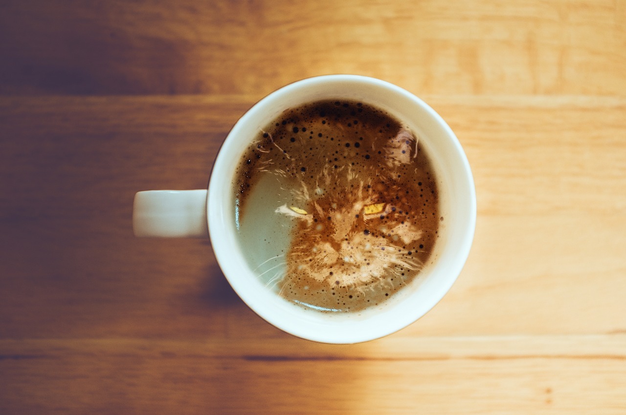 cat  coffee  coffee mug free photo