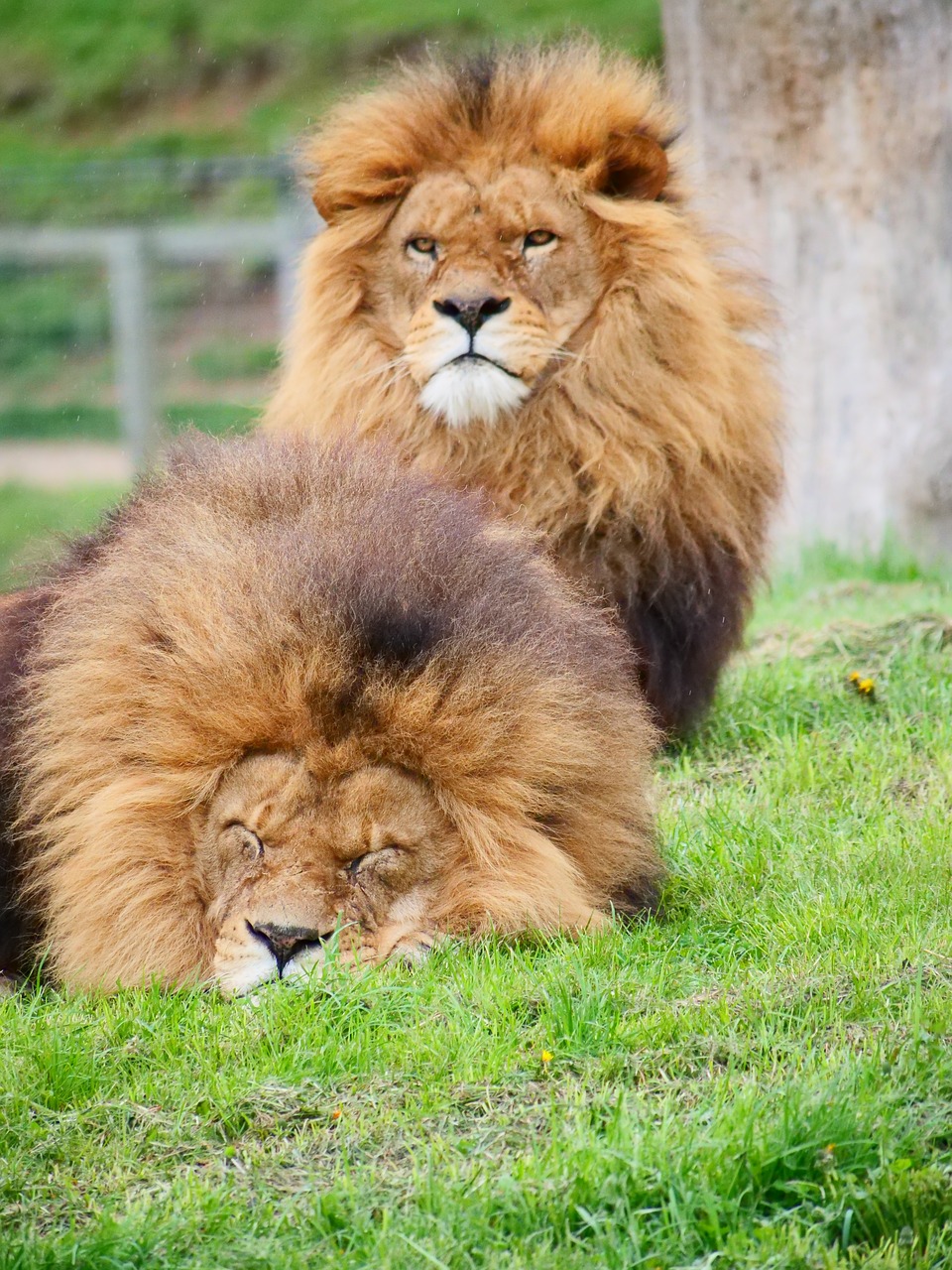 cat  lion  mammal free photo