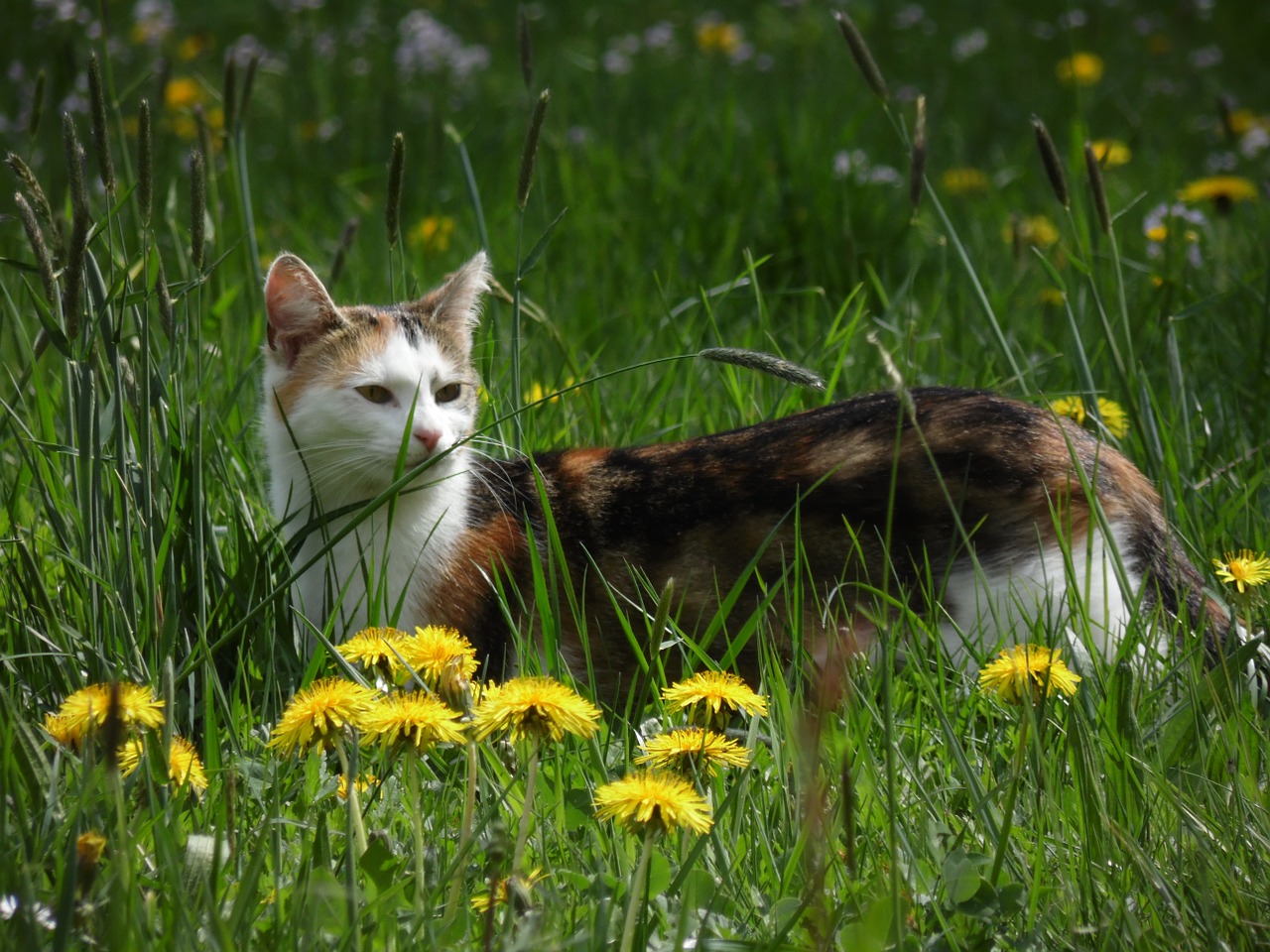 cat meadow nature free photo