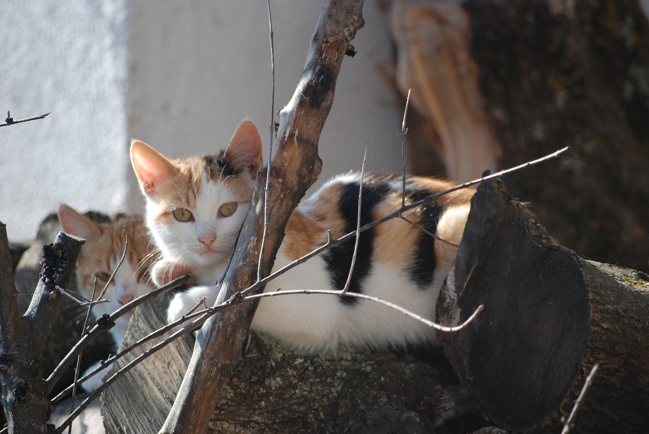 cat  animal  greece free photo