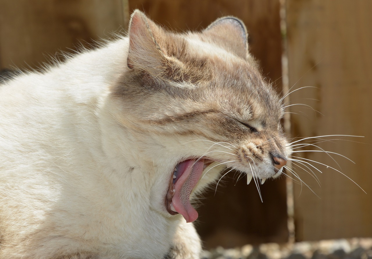 cat  pussy nala  yawn free photo